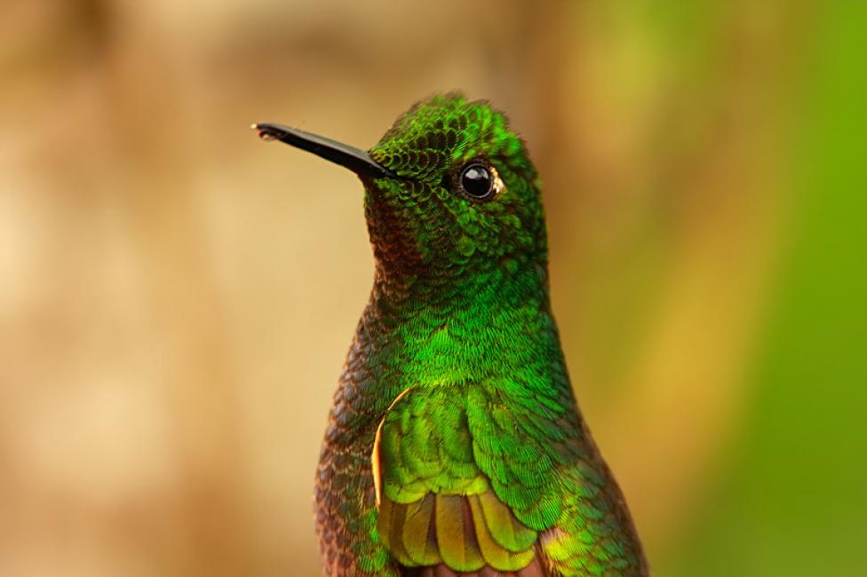 Primer plano de colibrí